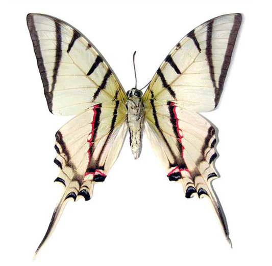 Eurytides protesilaus - Image 2