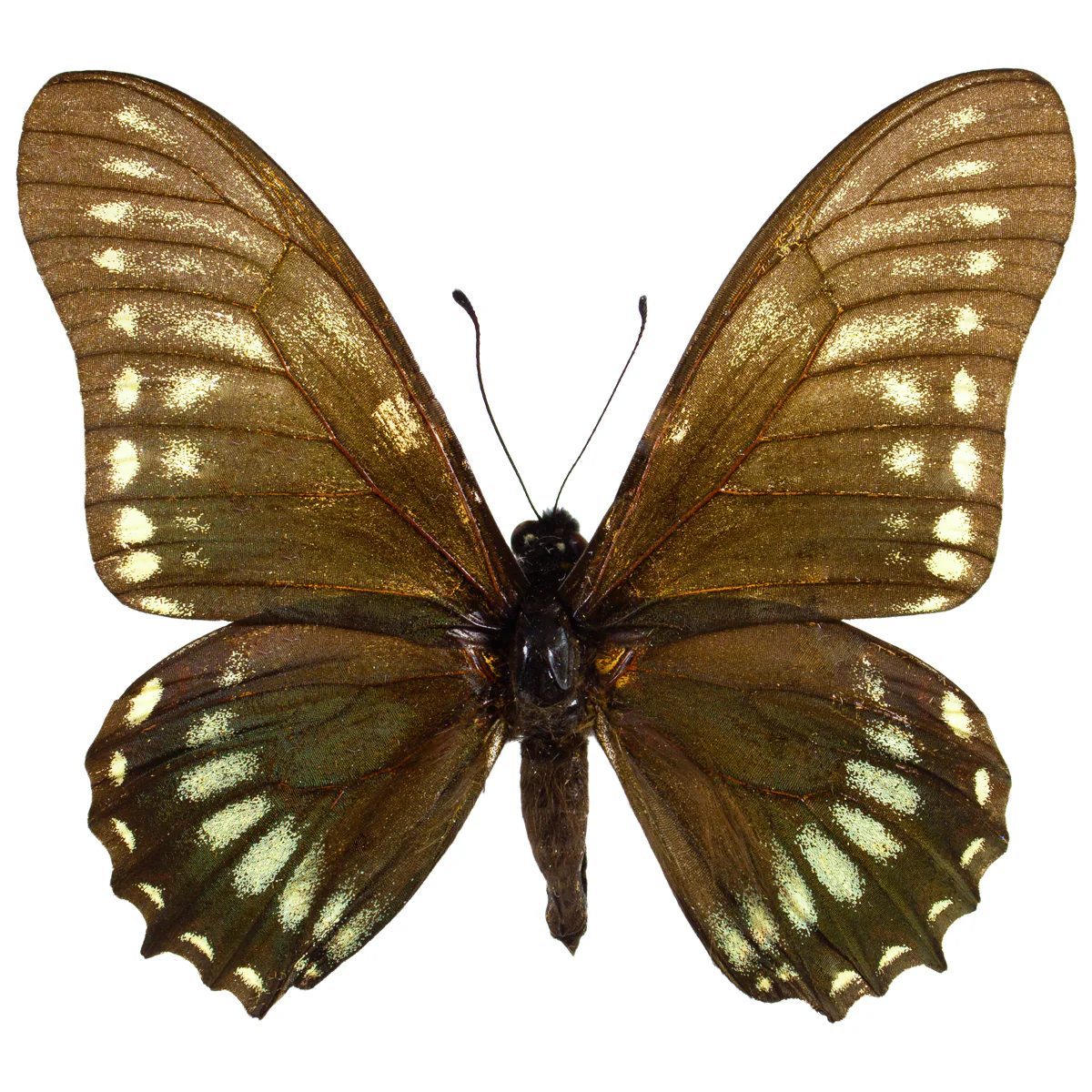 Eurytides protodamas