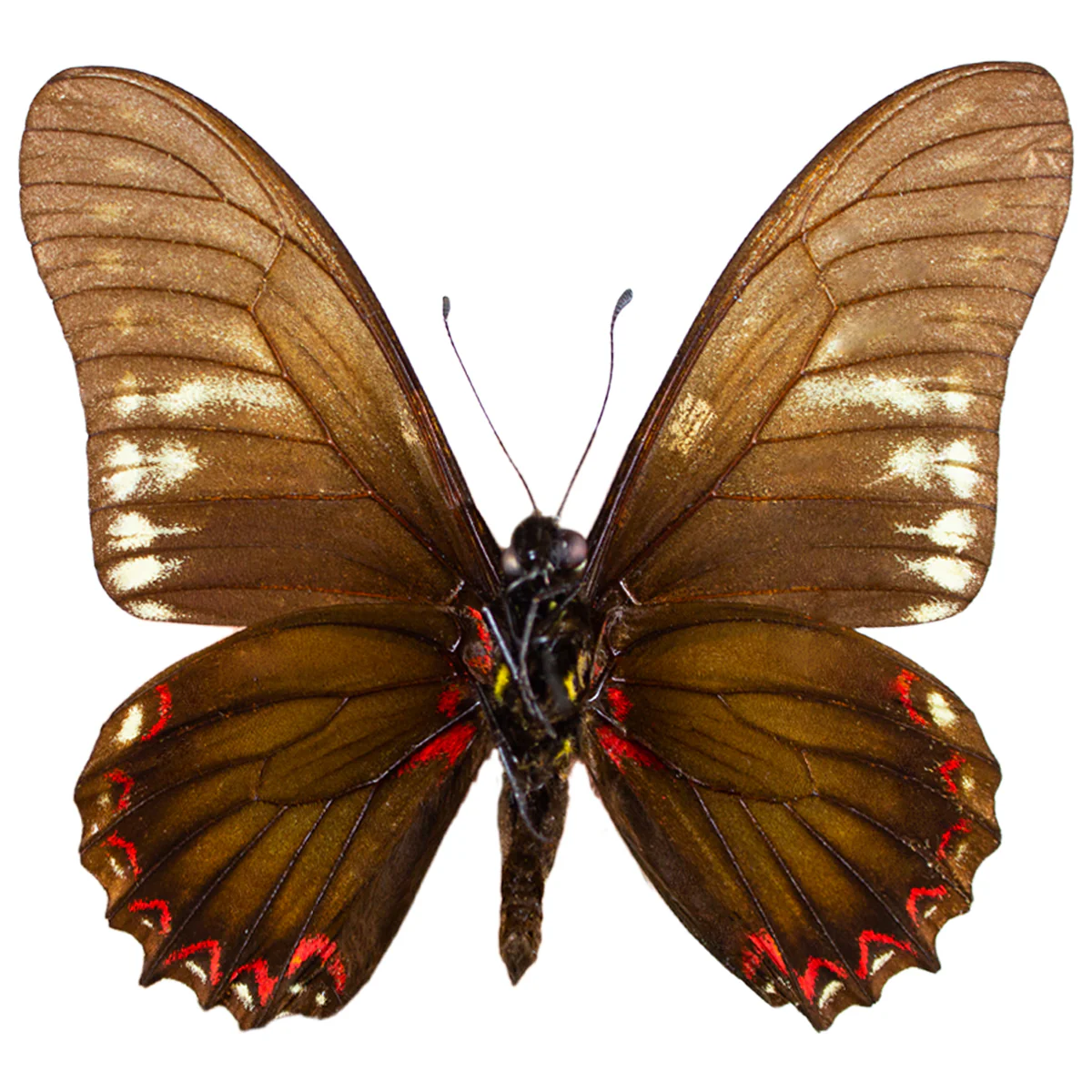 Eurytides protodamas - Image 2
