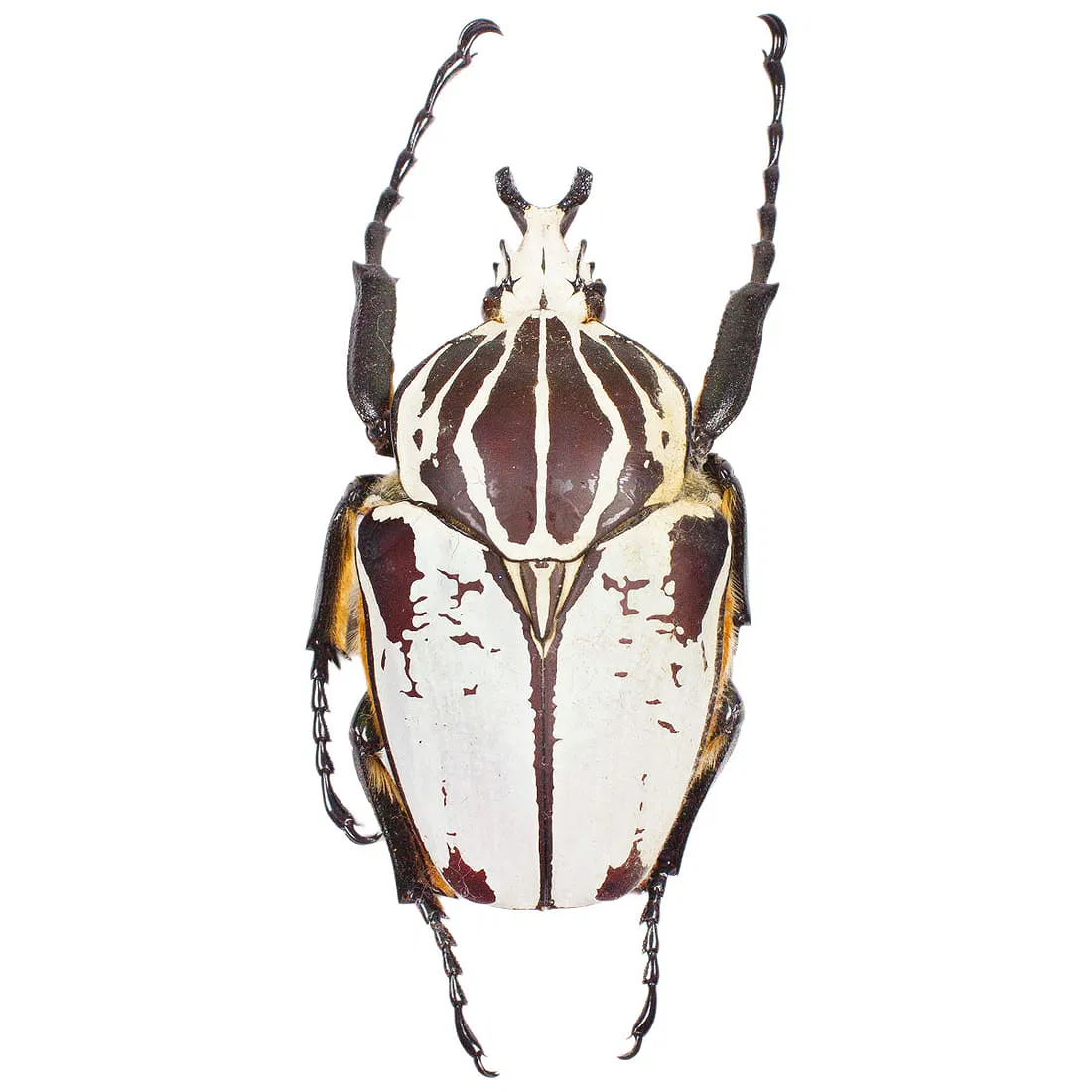 Goliathus goliathus quadrimaculatus UNSPREAD