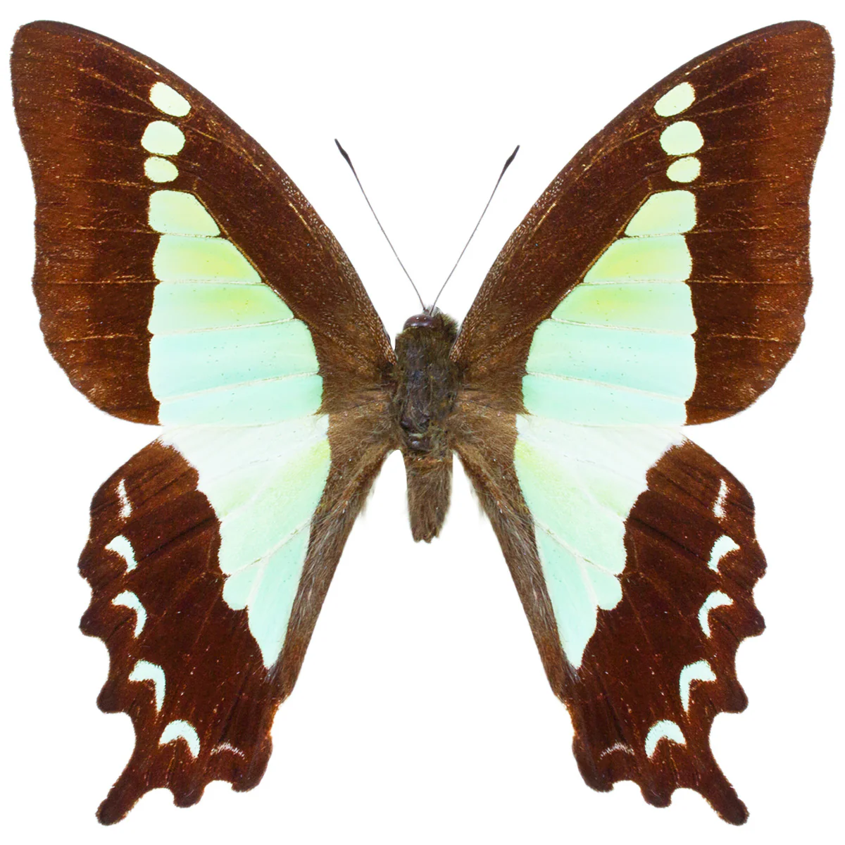Graphium sandawanum
