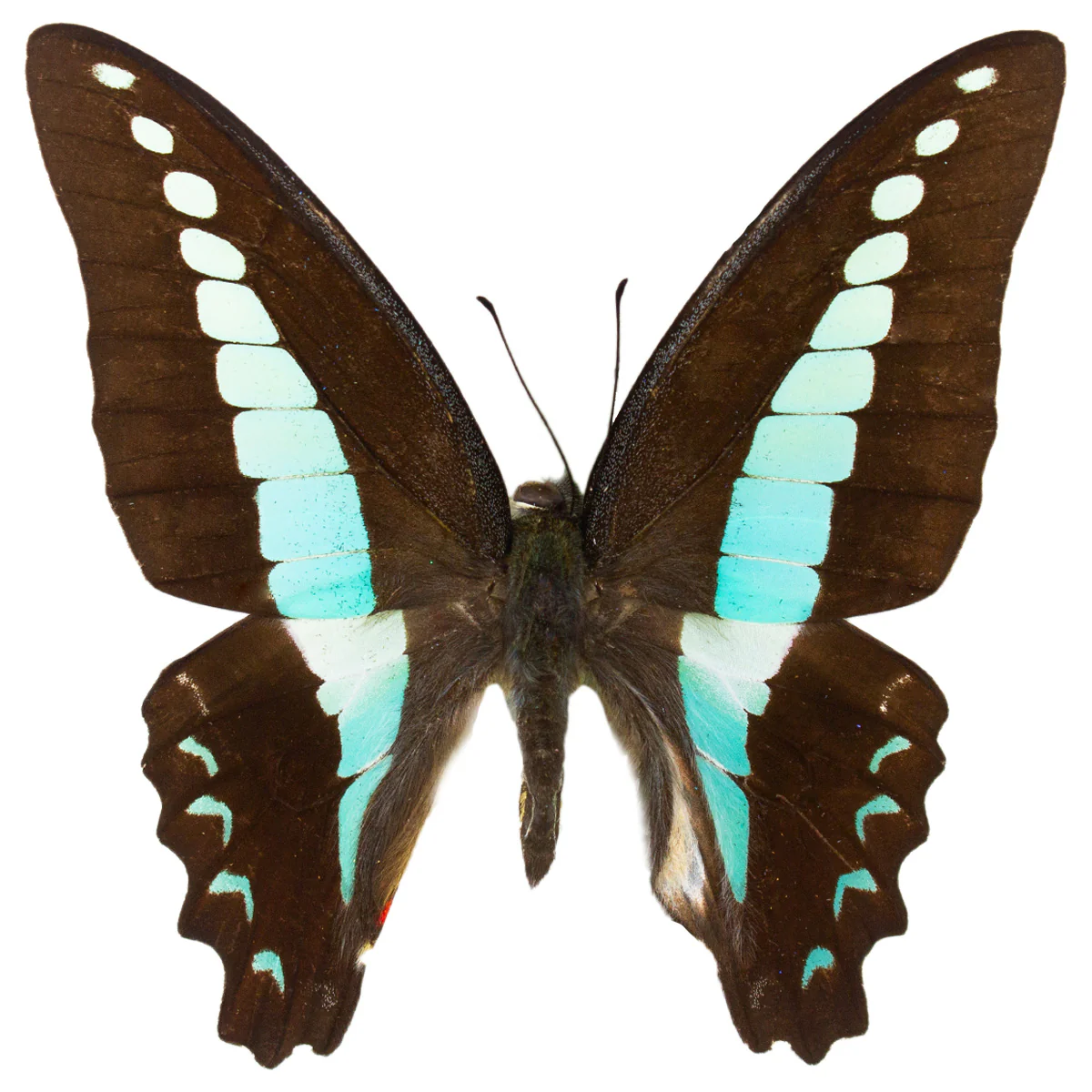 Graphium sarpedon