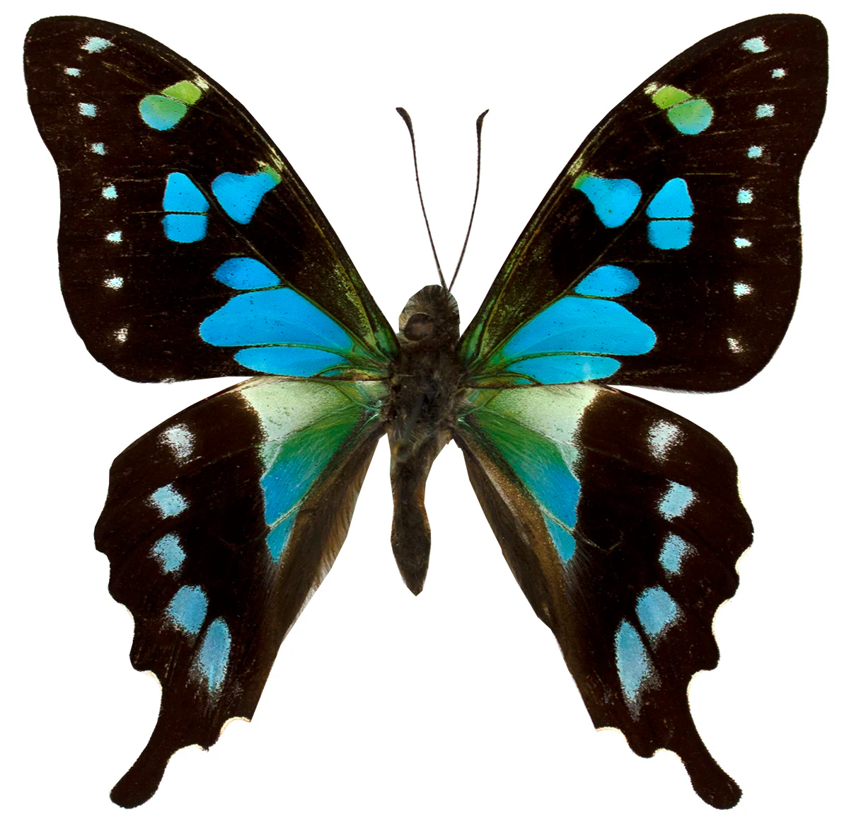 Graphium stressemanni