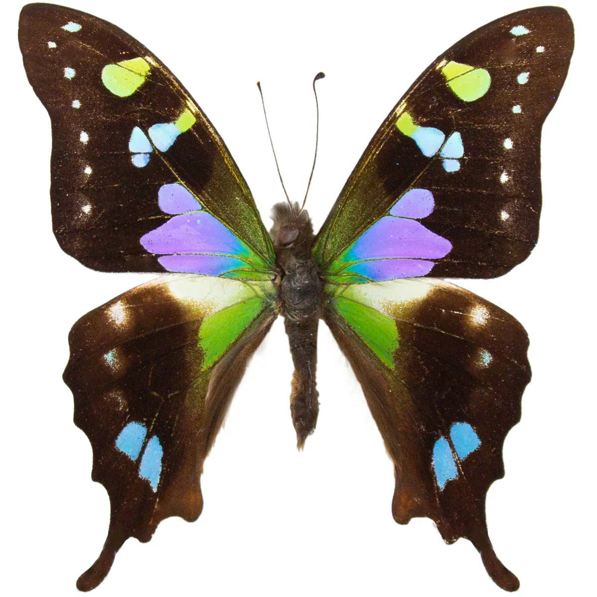 Graphium weiskei arfakensis