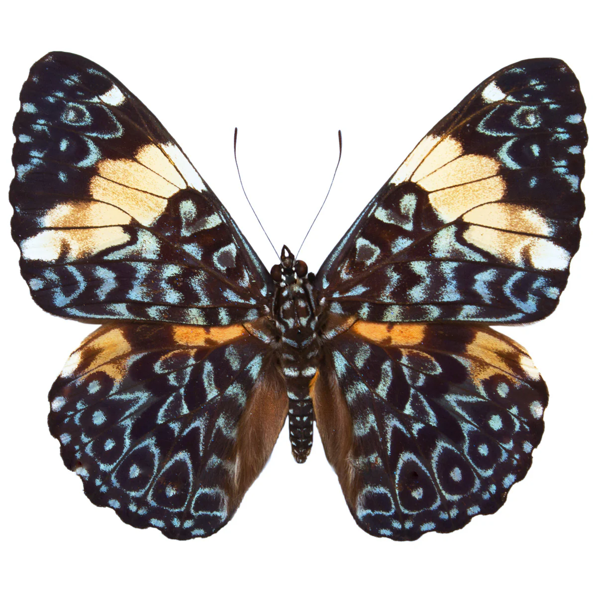 Hamadryas amphinome