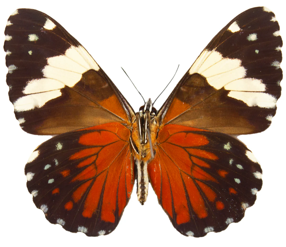 Hamadryas amphinome - Image 2