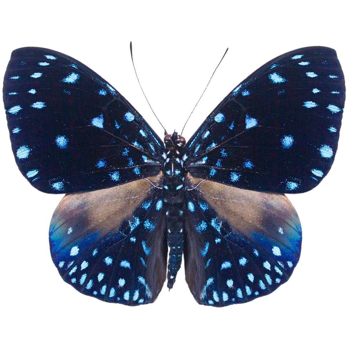 Hamadryas velutina