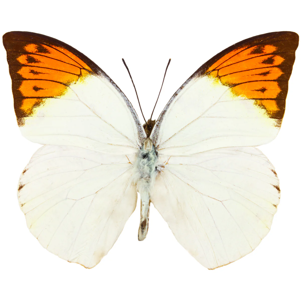 Hebomoia glaucippe