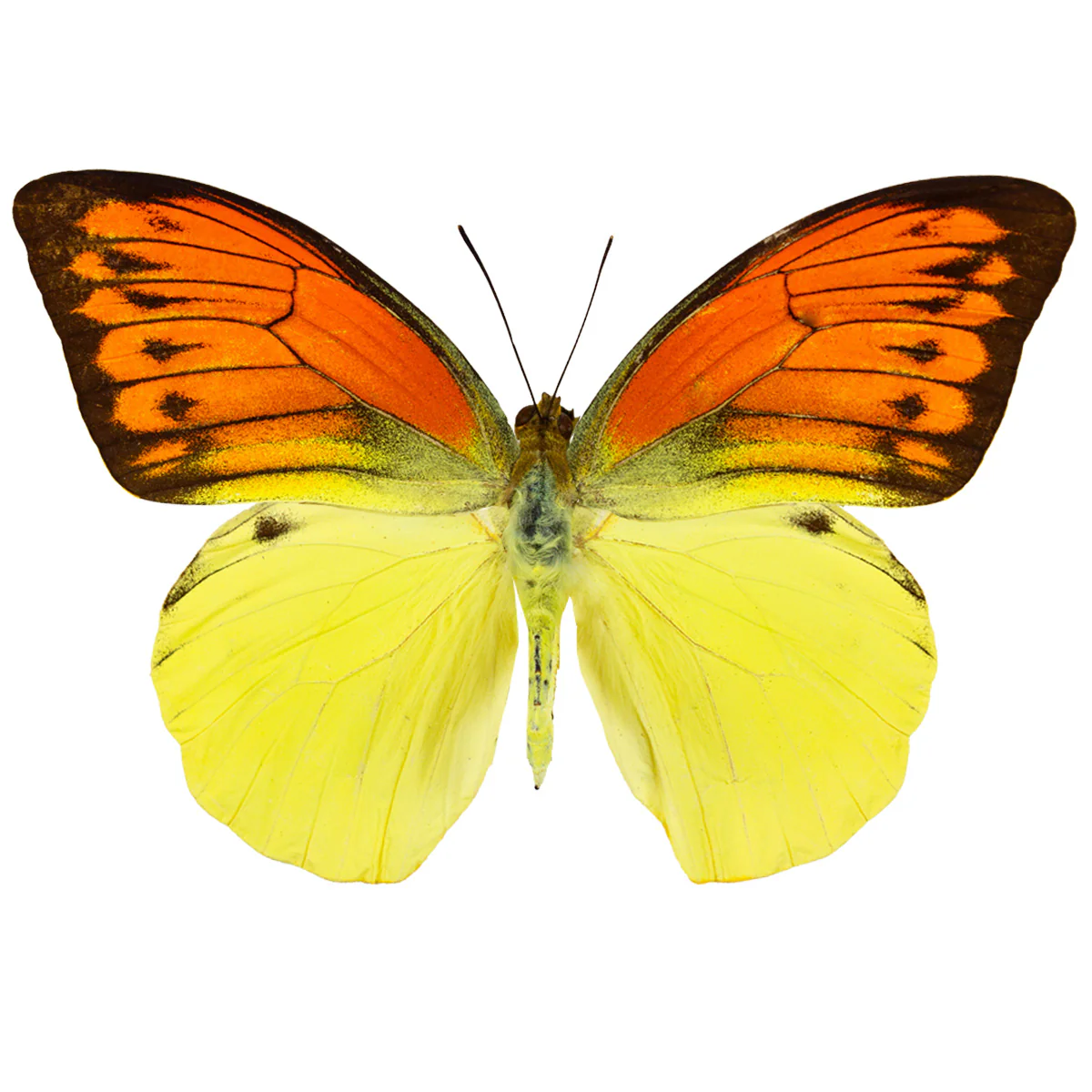 Hebomoia leucippe leucippe