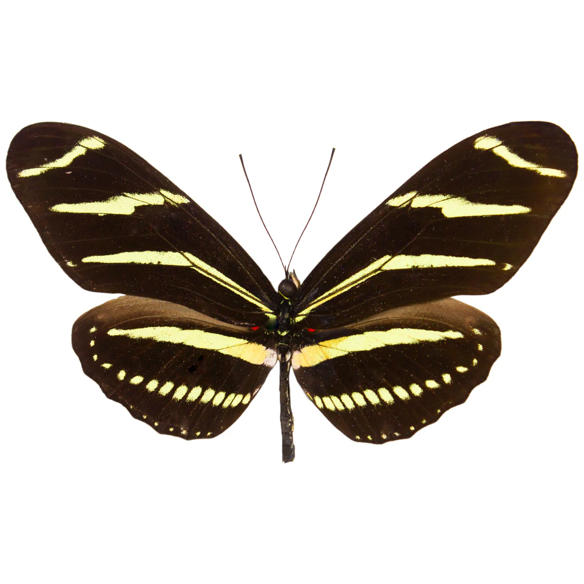 Heliconius charithonia