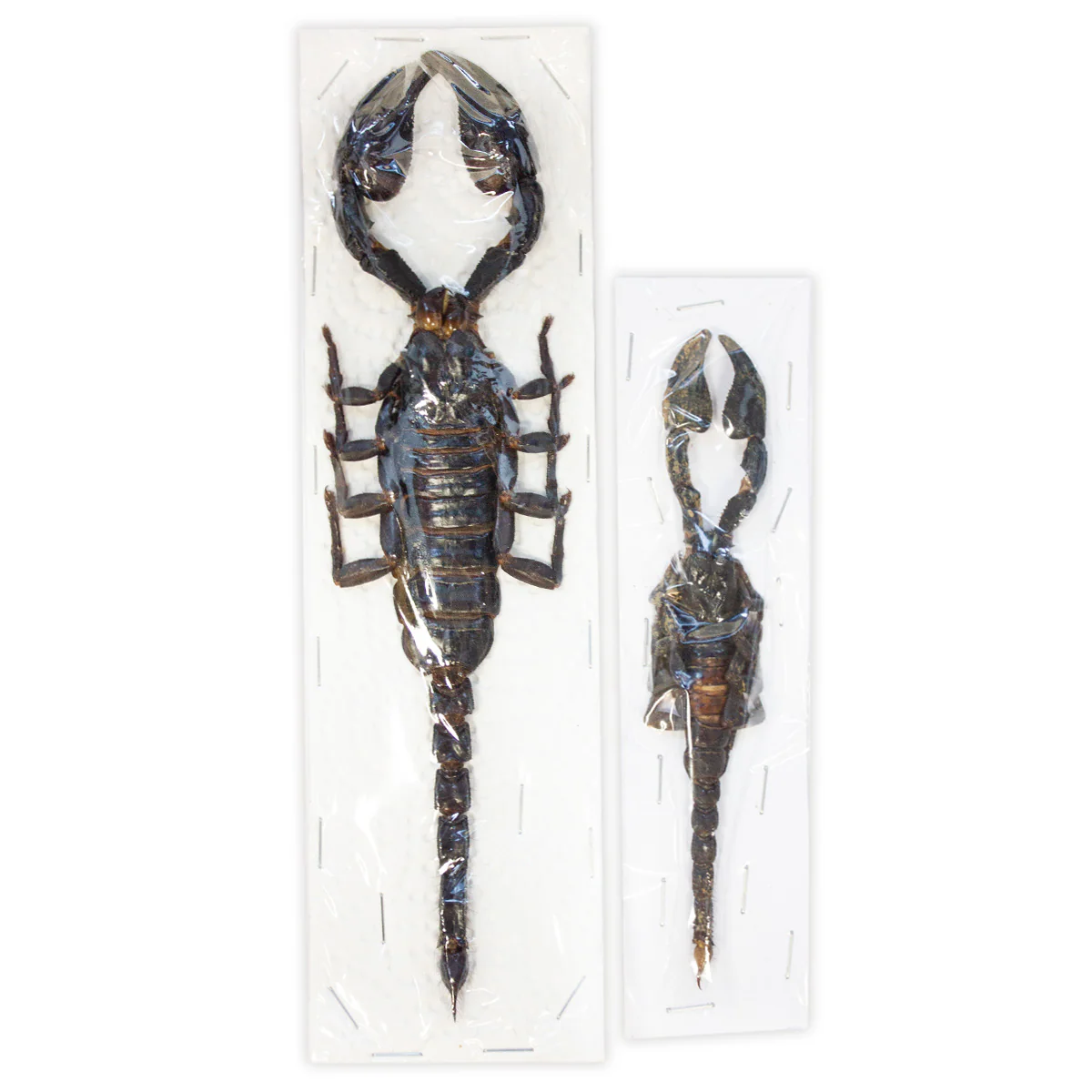 Heterometrus spinifer SMALL - Image 3