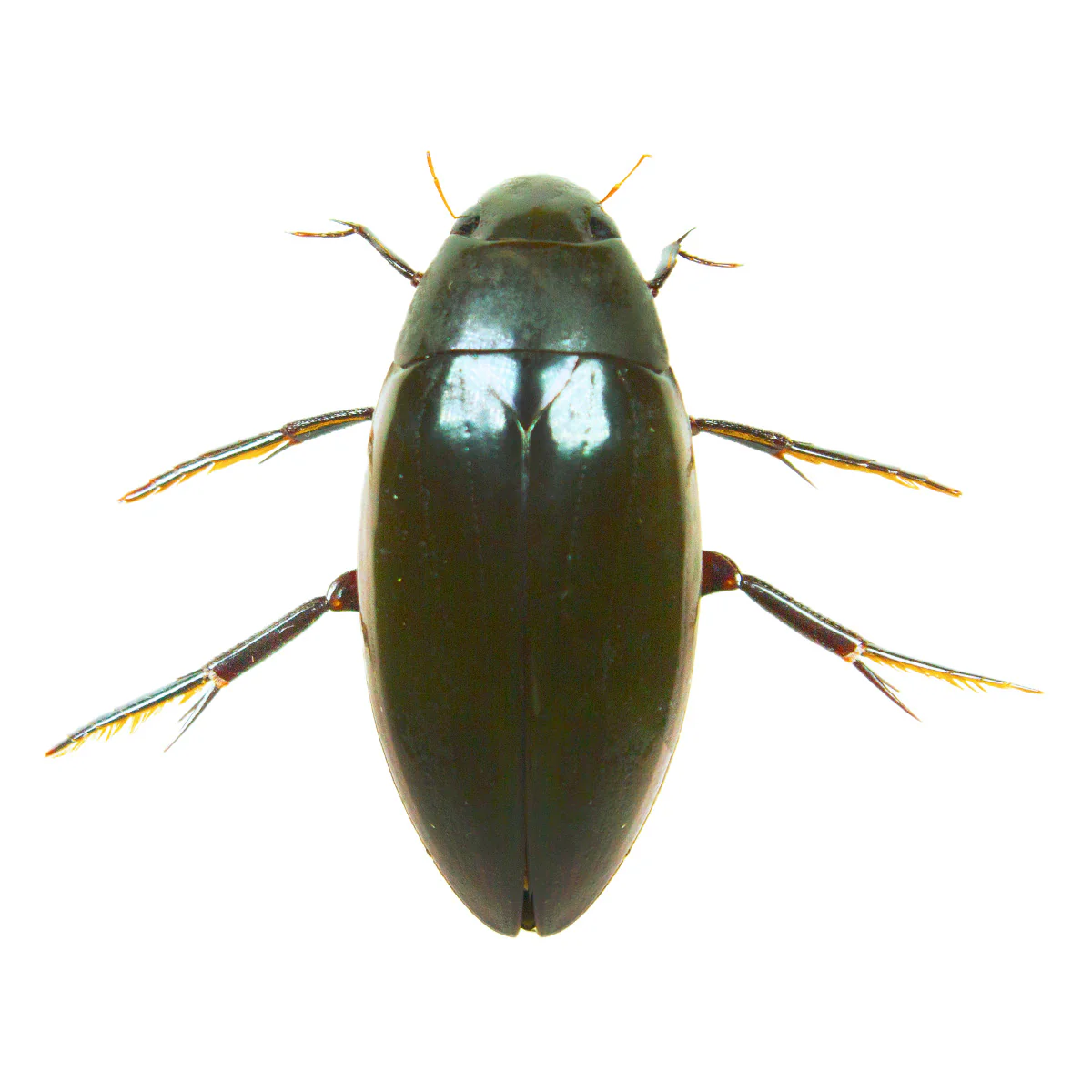 Hydorophilus spp.