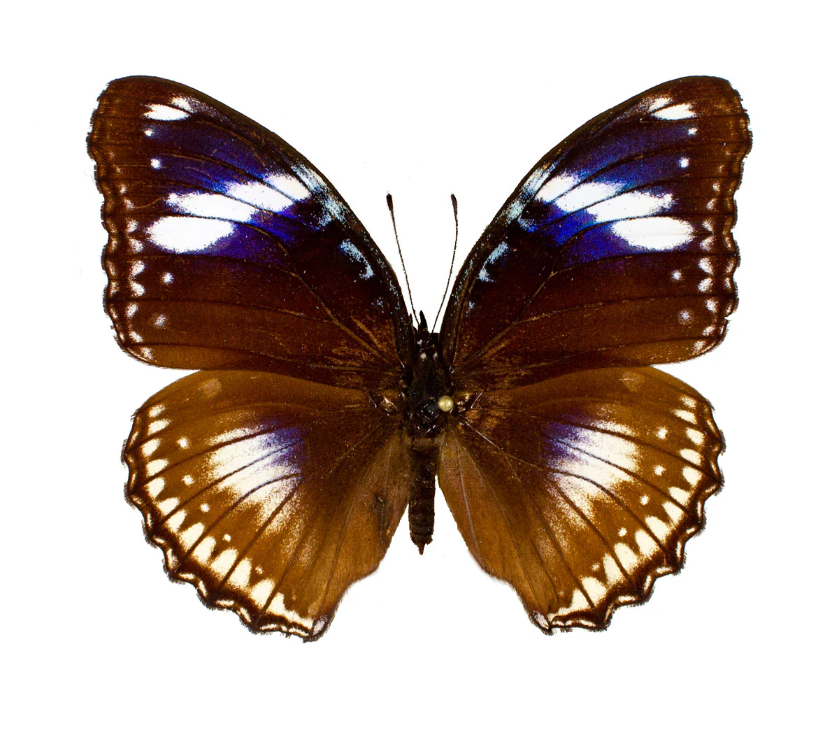 Hypolimnus bolina