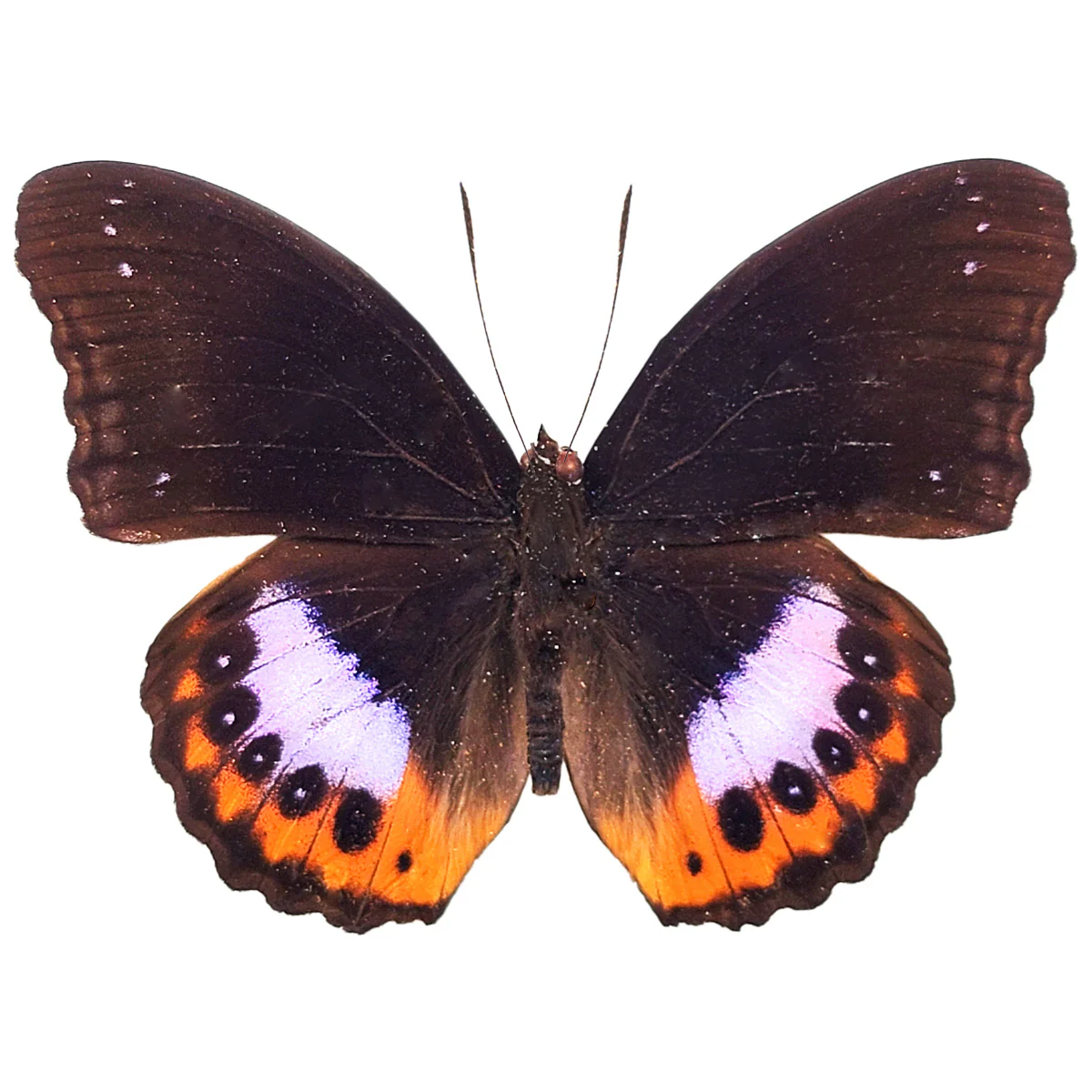 Hypolimnus pandarus