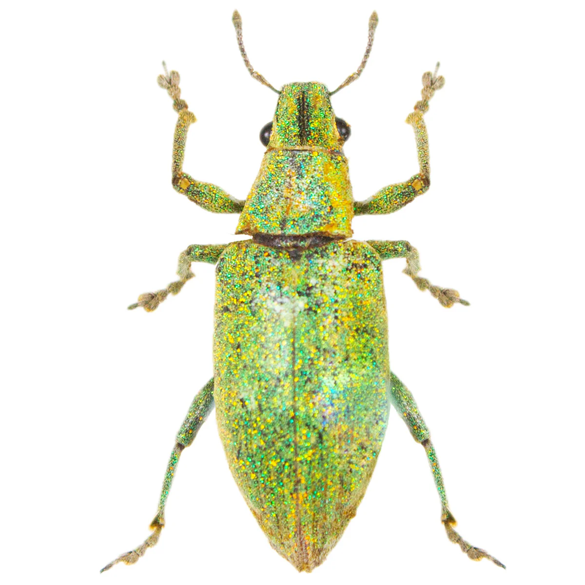 Hypomeces squamosus