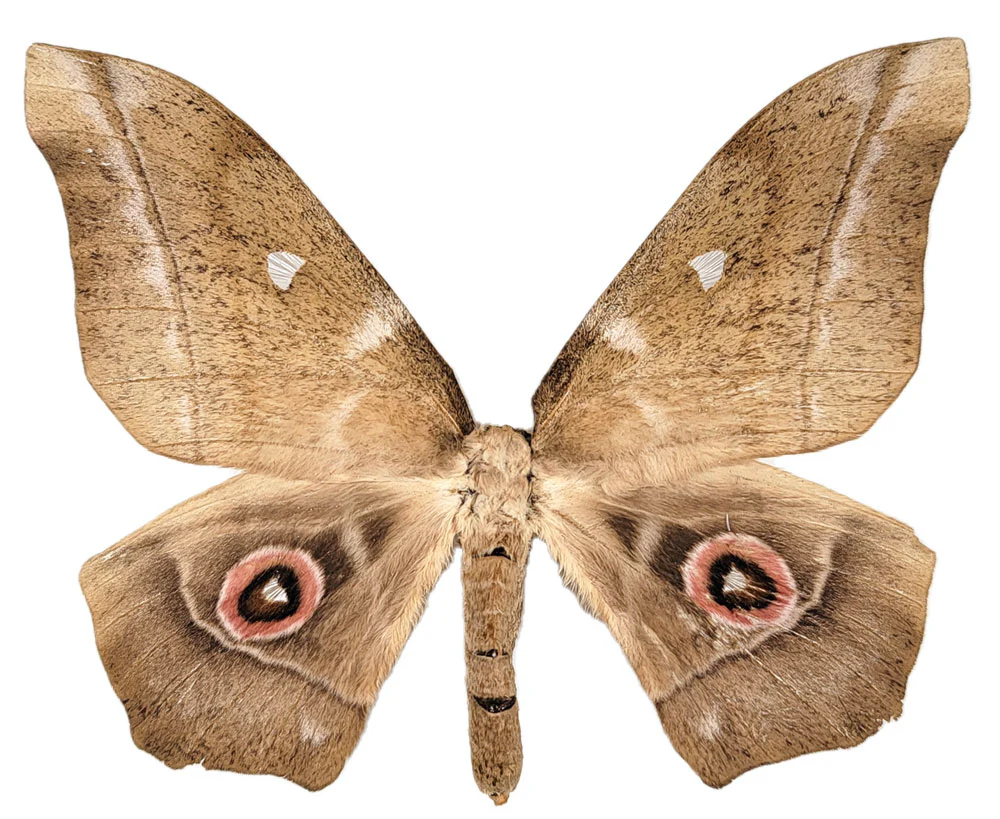 Imbrasia truncata FEMALE (UNSPREAD)