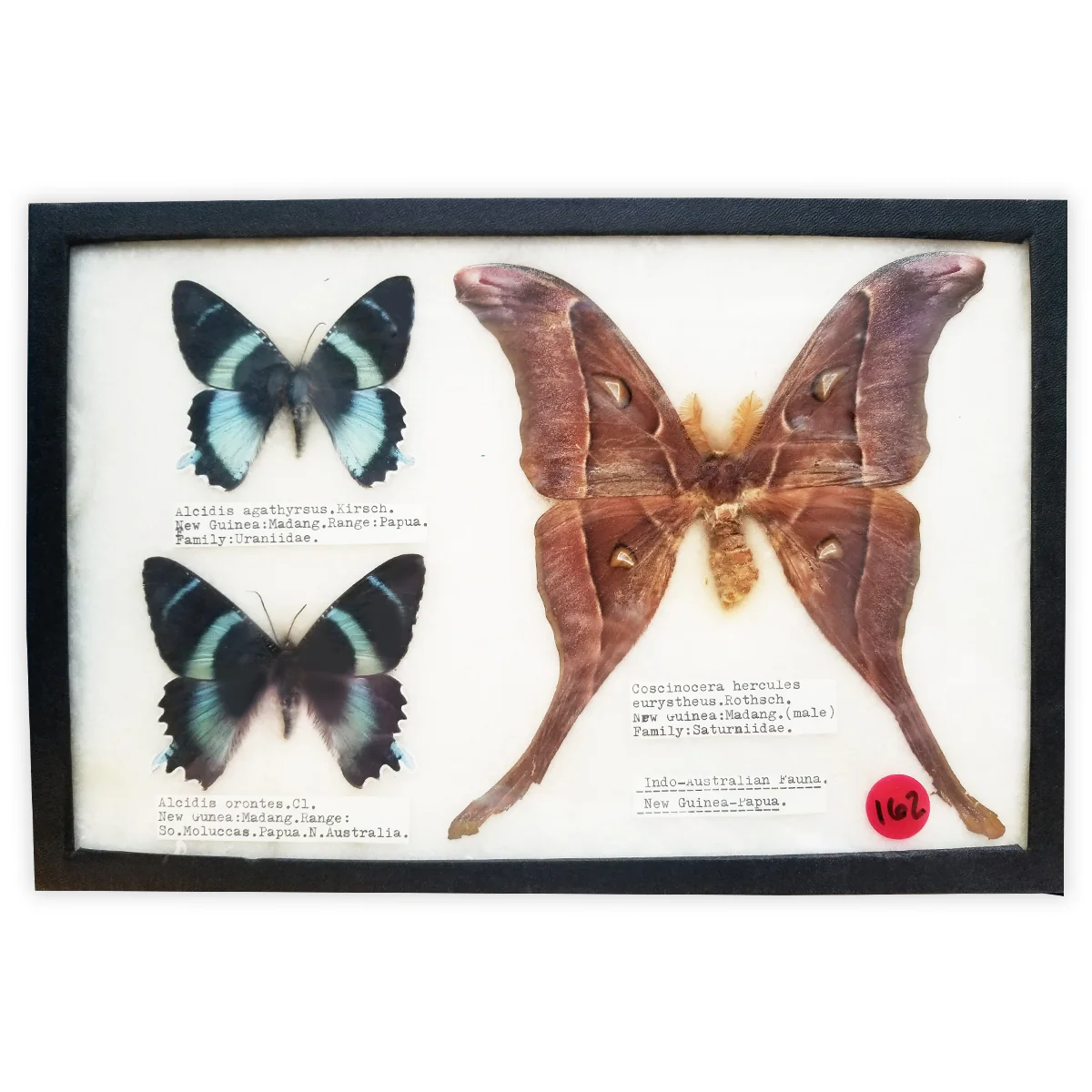 Indo-Australian Fauna Collection Case: New Guinea Papua