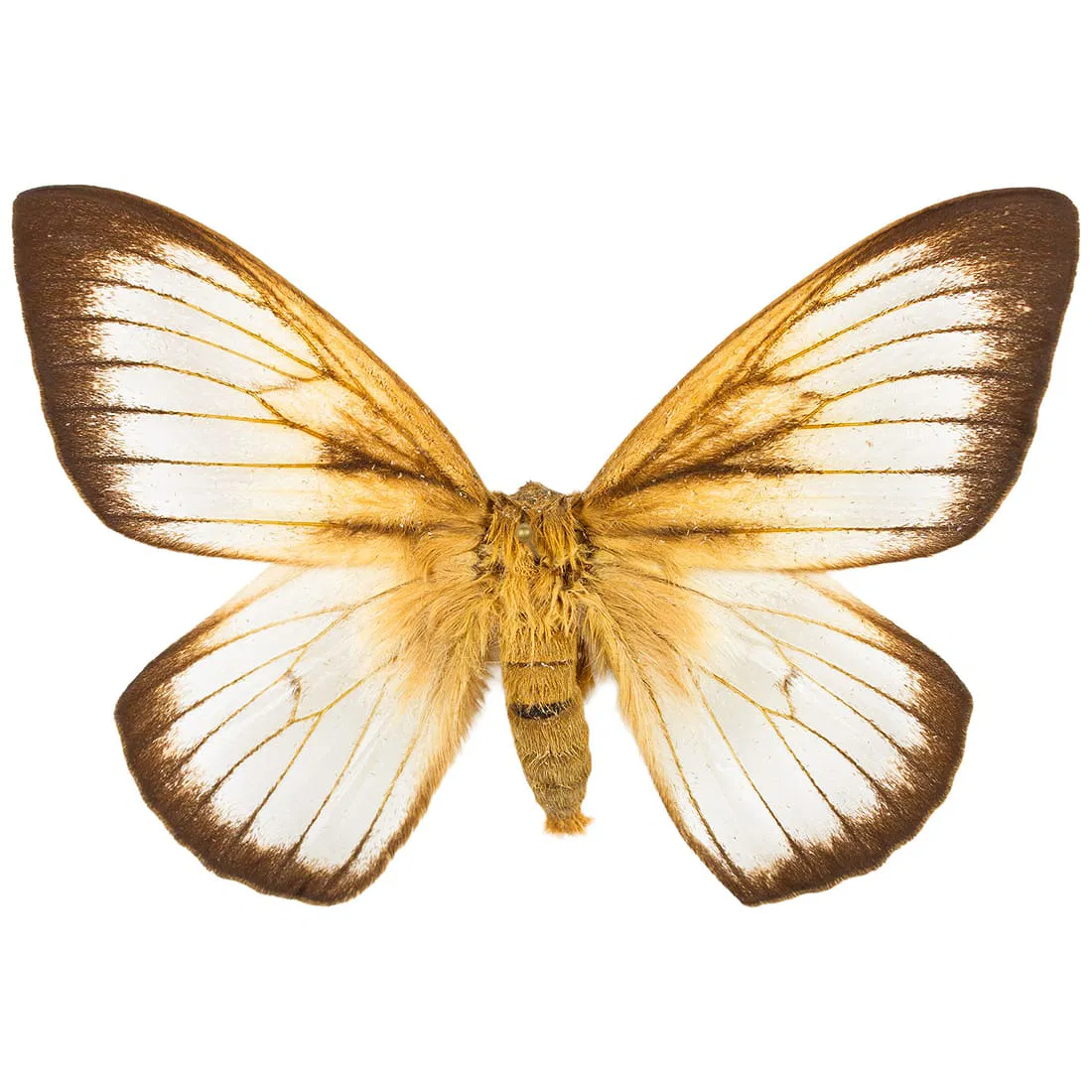 Ithomisa kinkelini ssp.