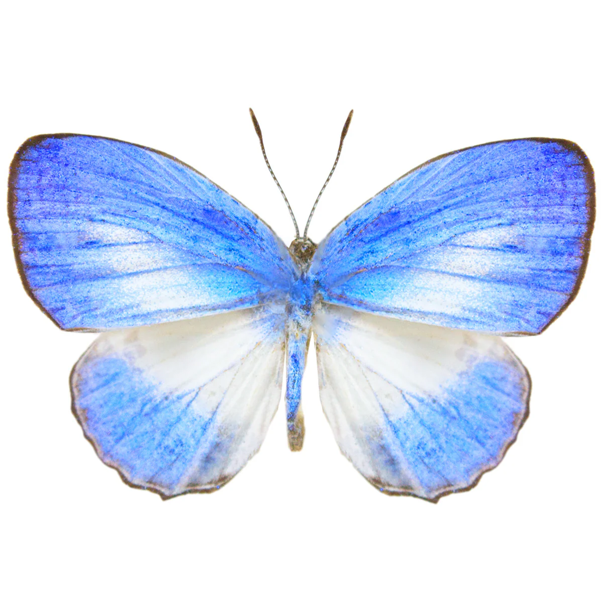 Jamides euchylas