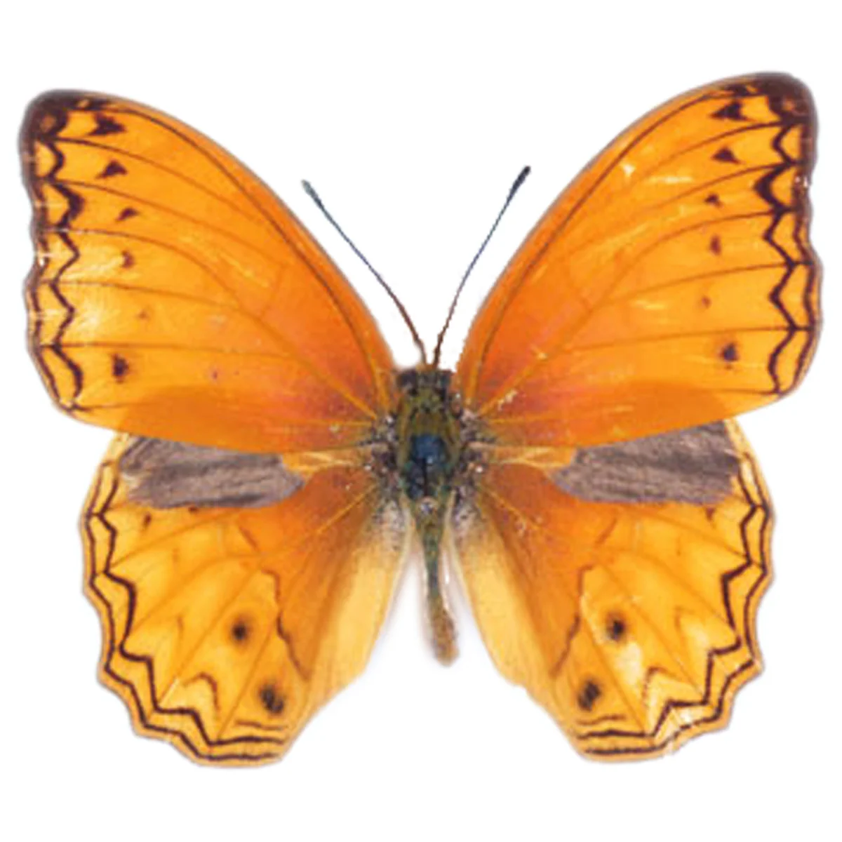 Lachnoptera anticlia