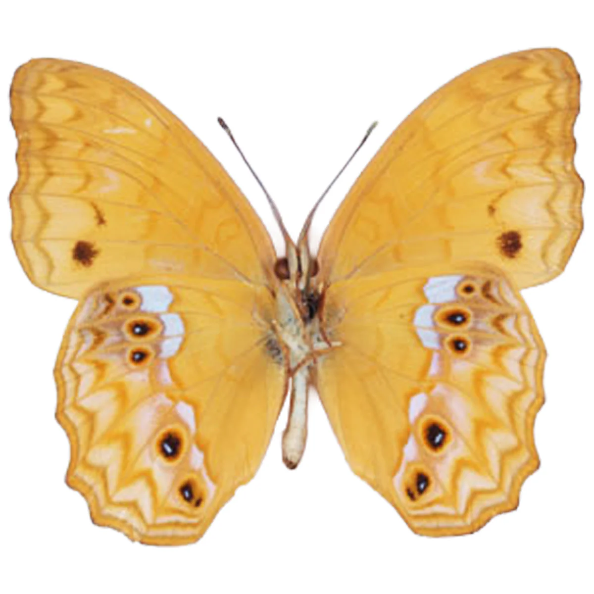 Lachnoptera anticlia - Image 2