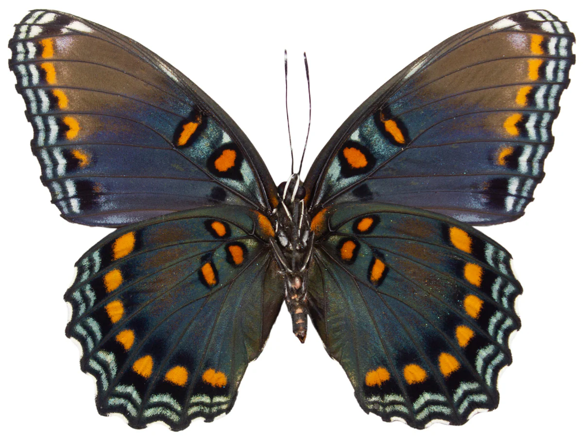 Limenitis arthemis astyanax