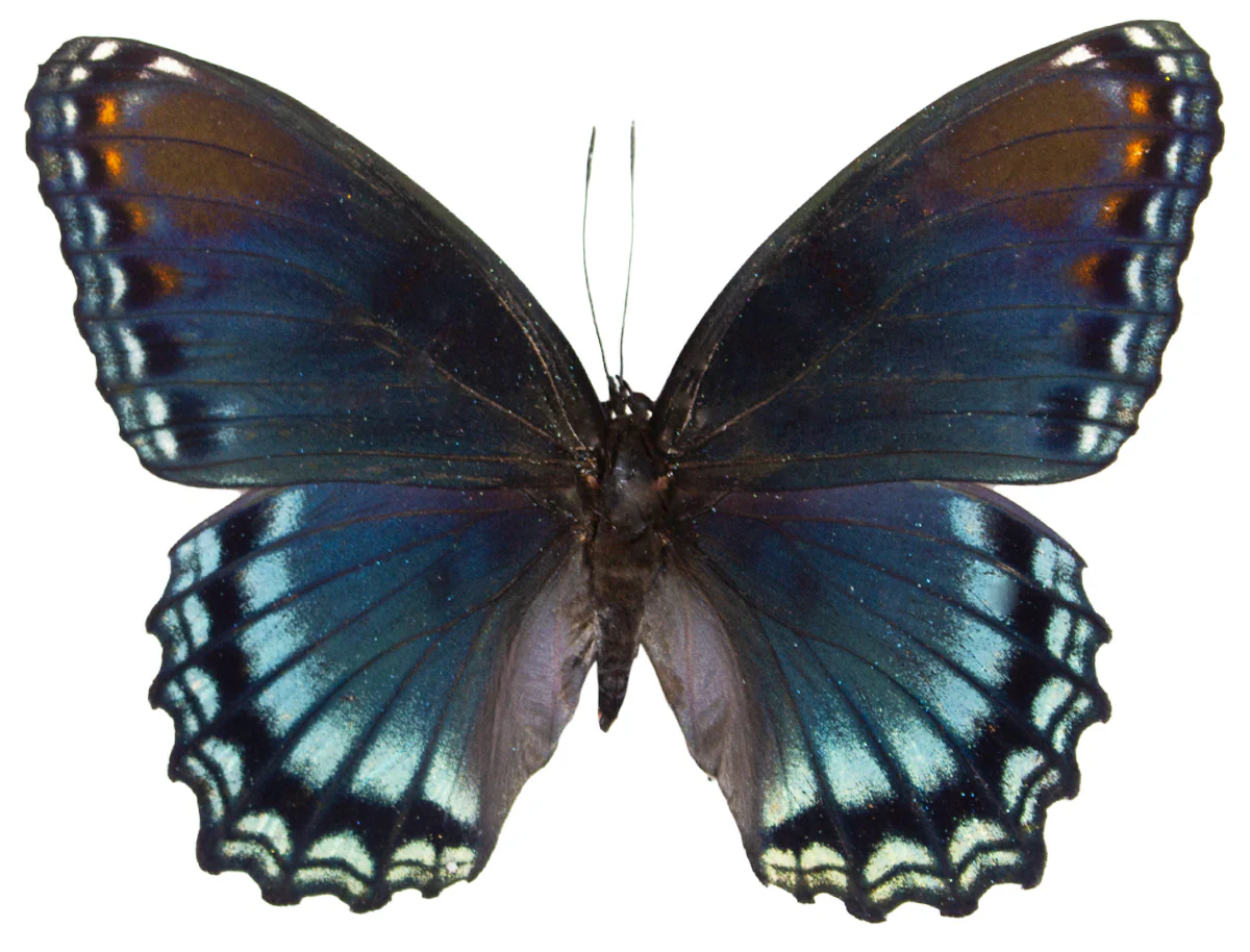 Limenitis arthemis astyanax - Image 2