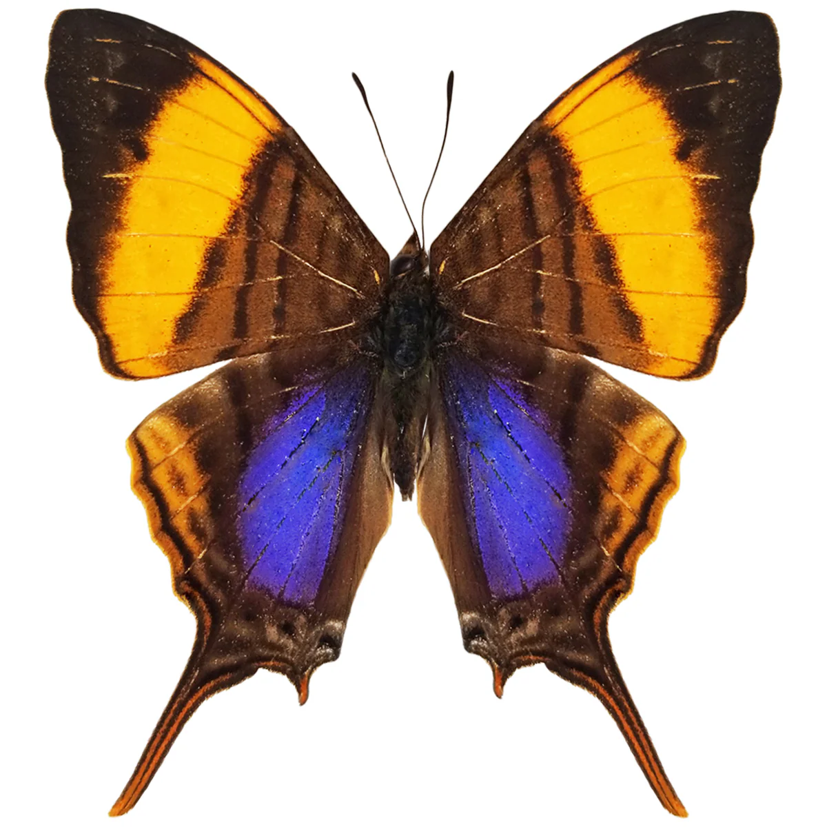 Marpesia corinna