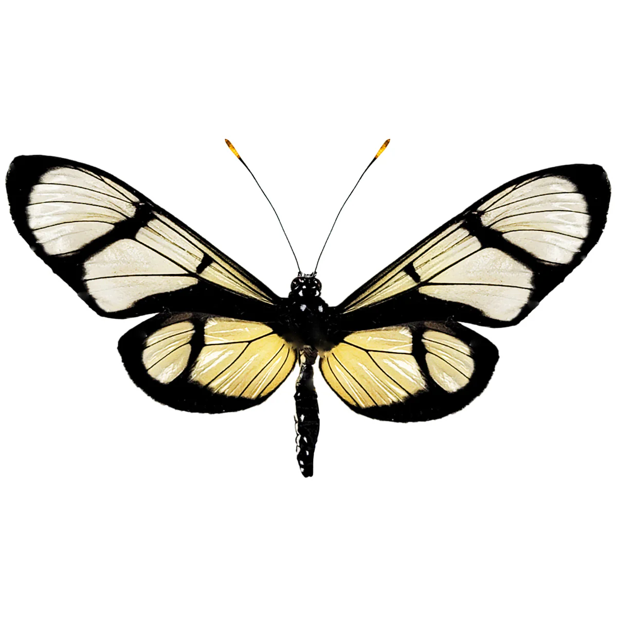 Methona confusa