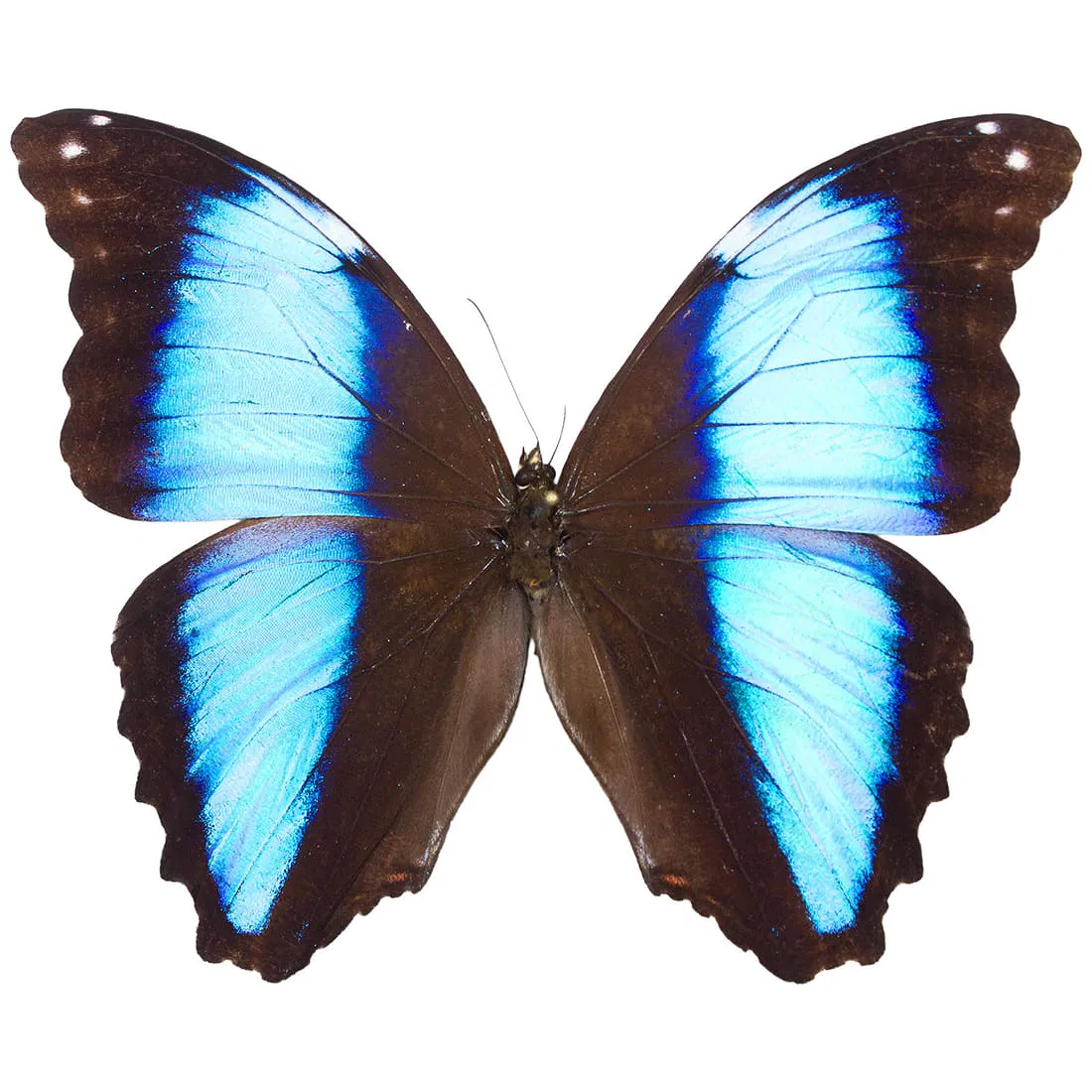 Morpho deidamia LARGE - SPREAD
