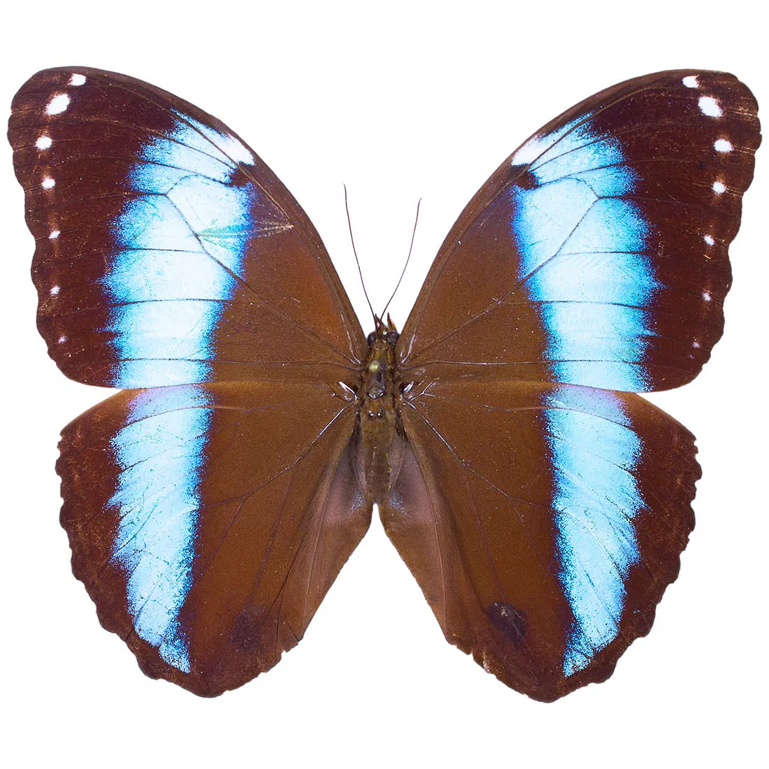 Morpho helenor amazonicus