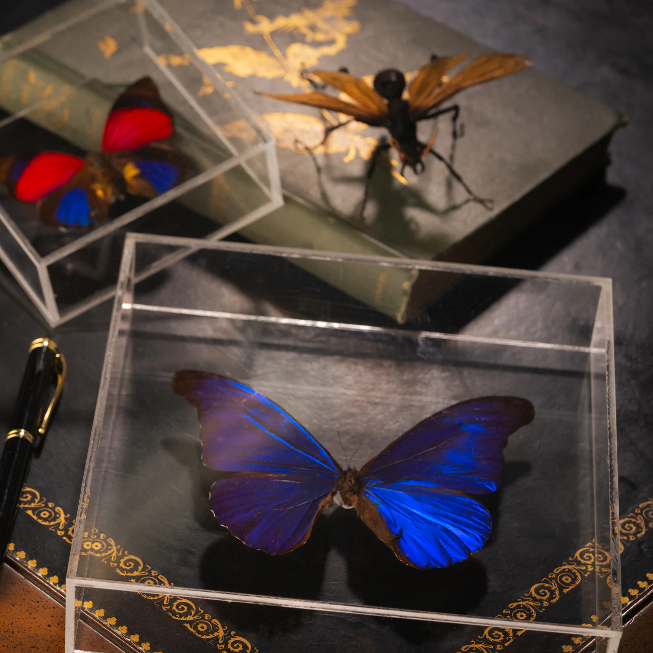 Morpho menelaus menelaus - Image 3