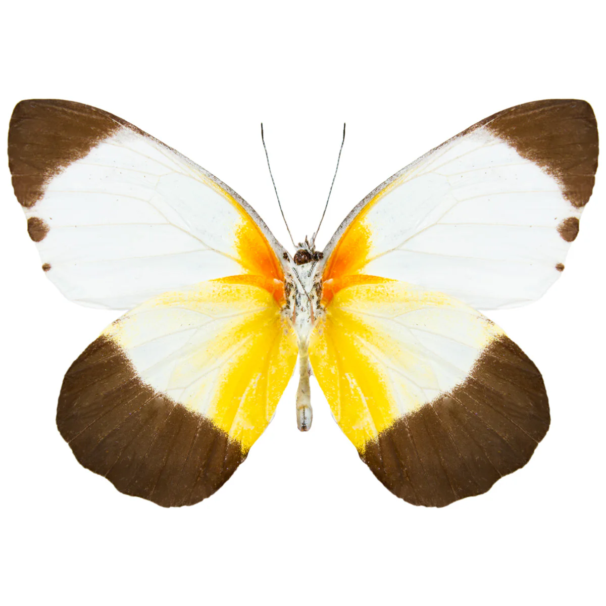 Mylothris chloris