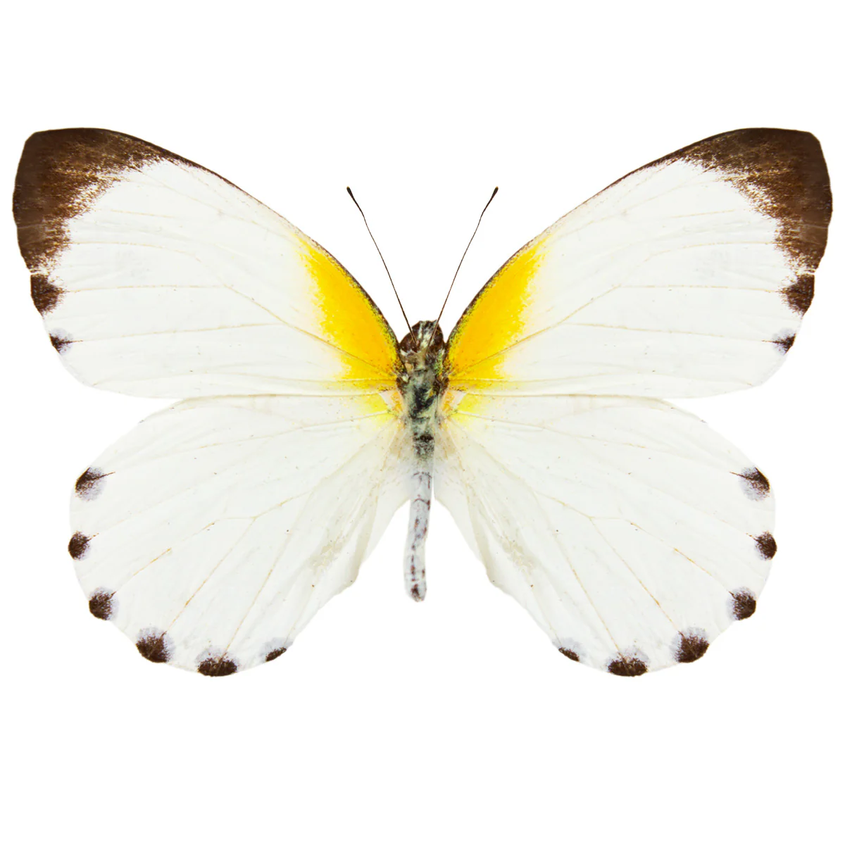 Mylothris poppea