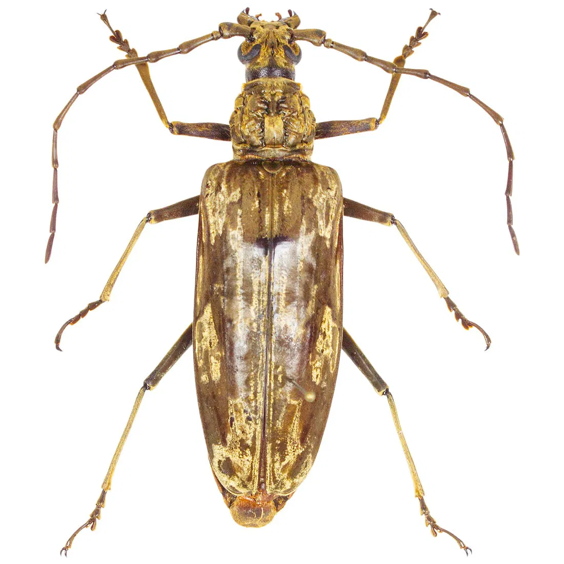Neocerambyx gigas