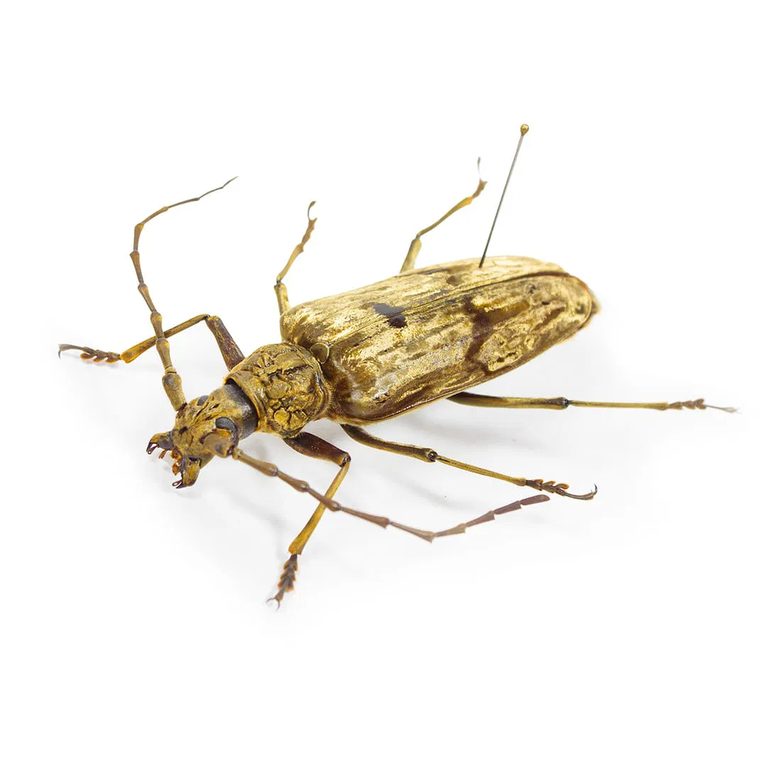 Neocerambyx gigas - Image 2