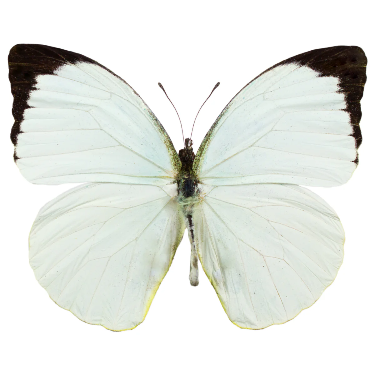 Nepheronia argia