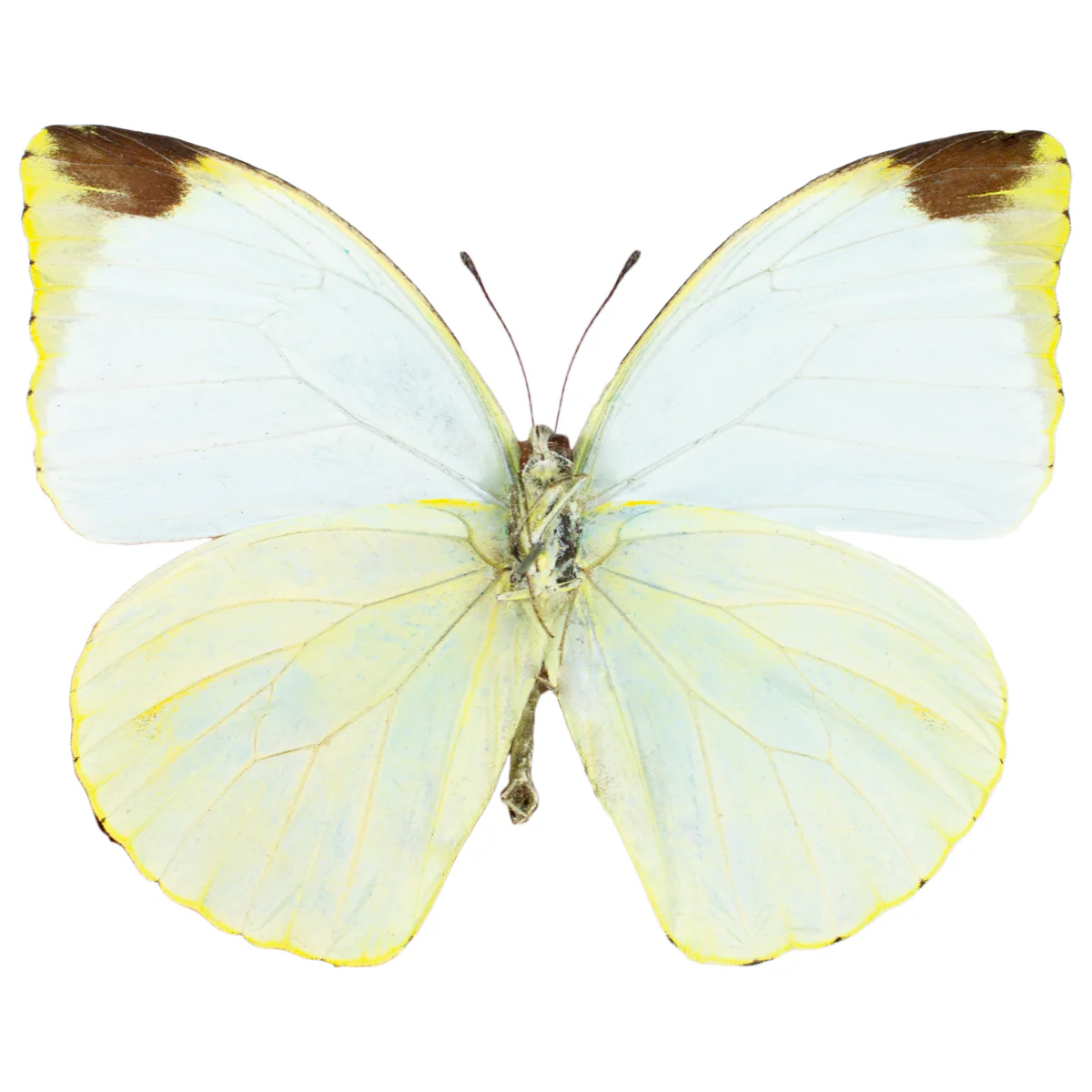 Nepheronia argia - Image 2
