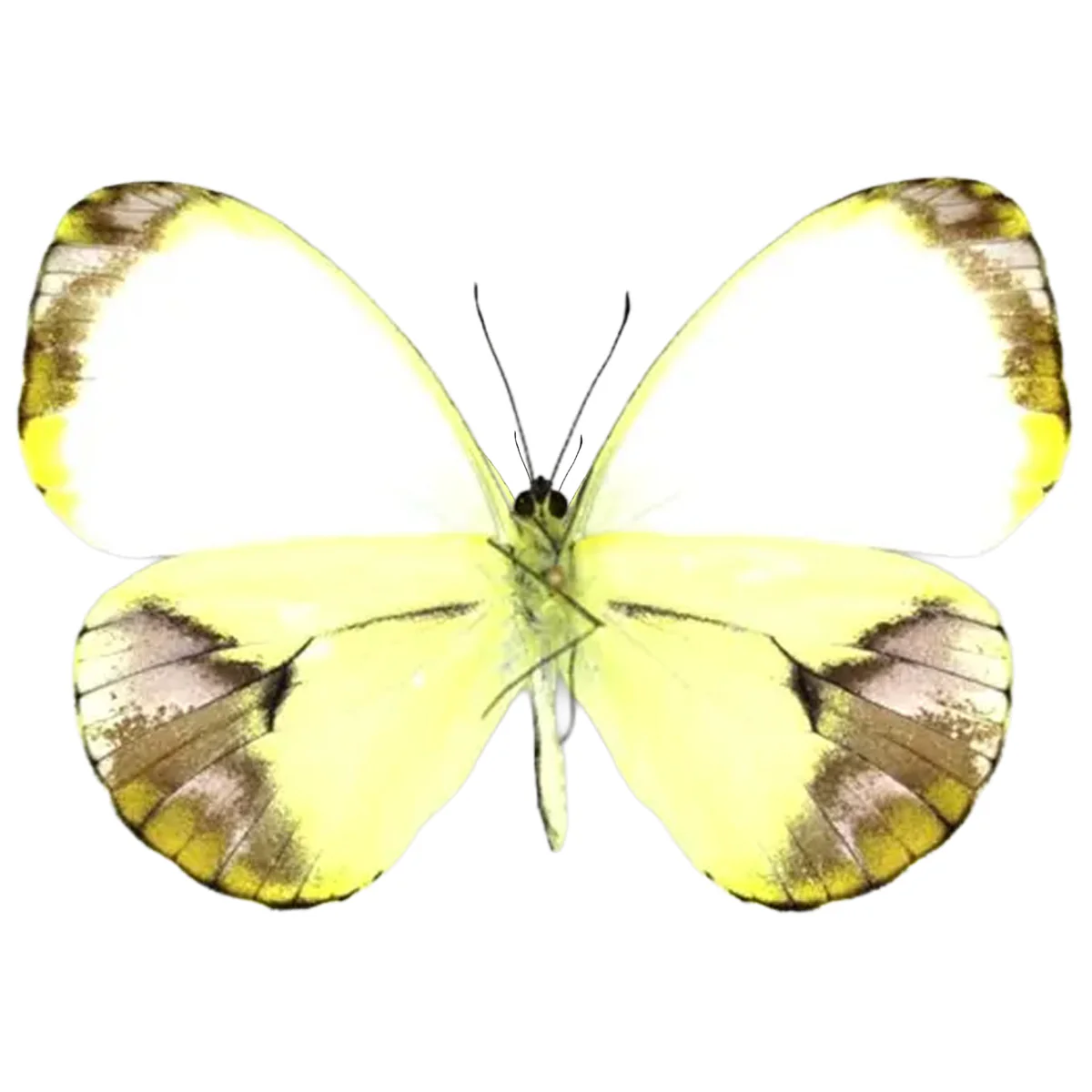 Nepheronia pharis