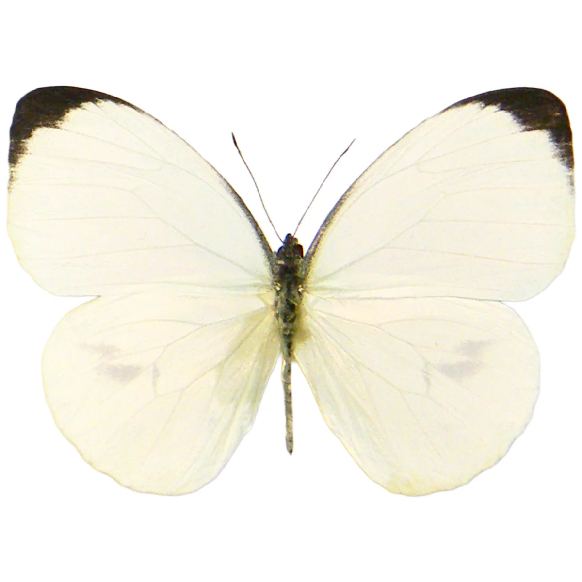 Nepheronia pharis - Image 2