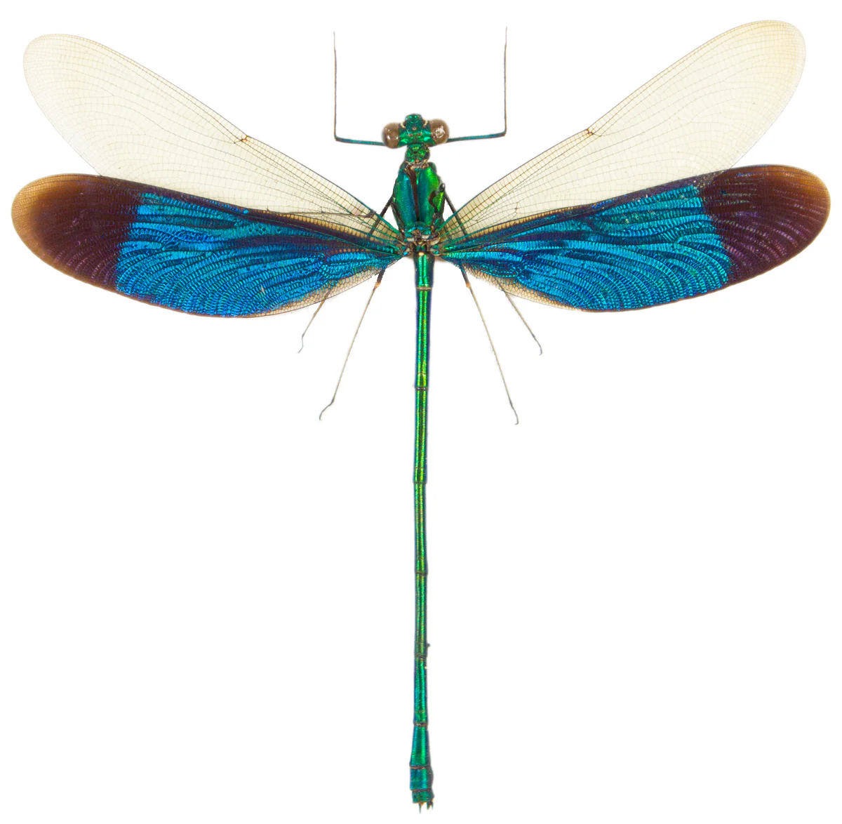 Neurobasis chinensis