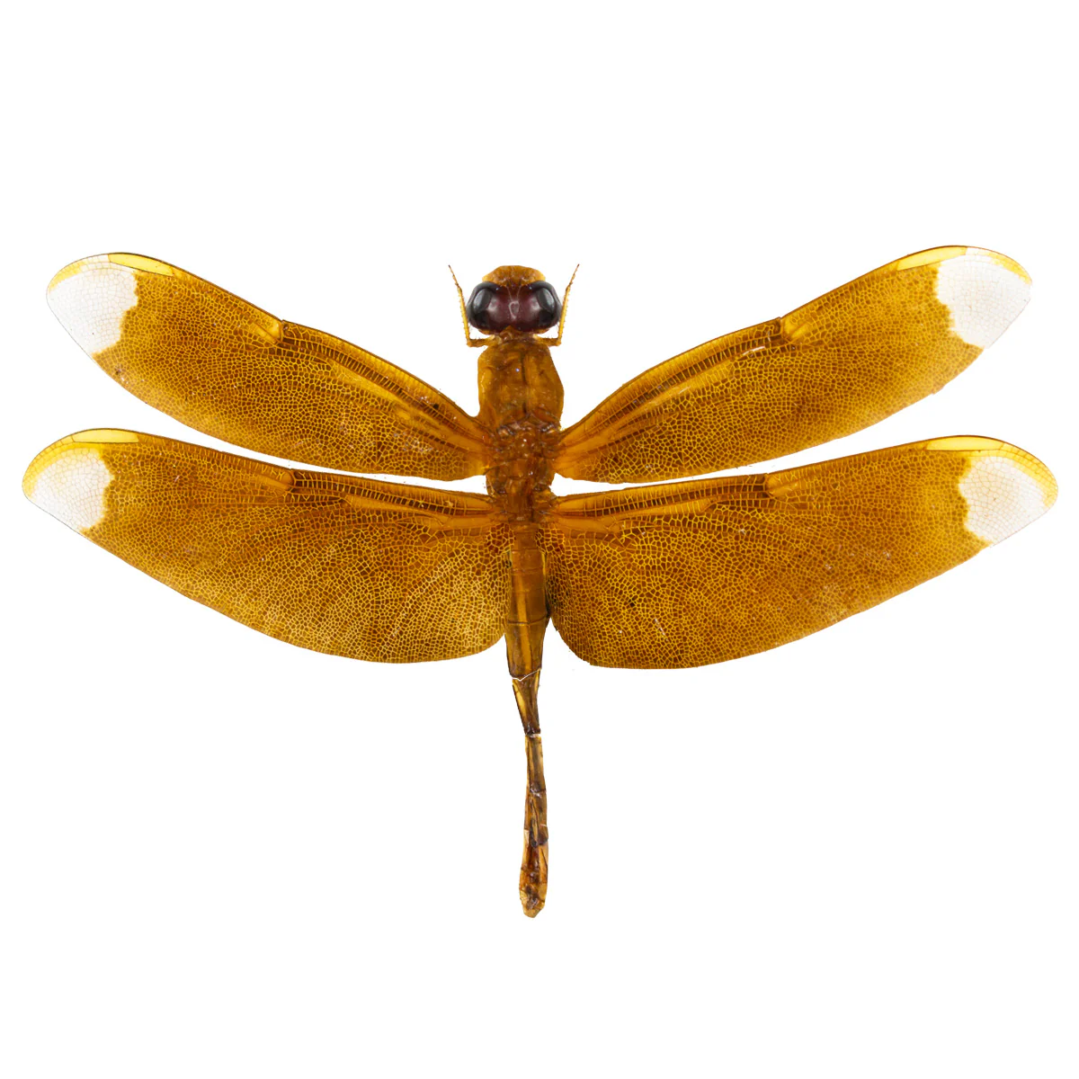 Neurothemis fulvia