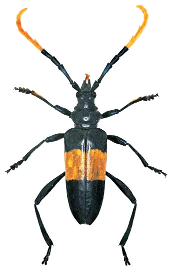 Pachyteria dimidiata