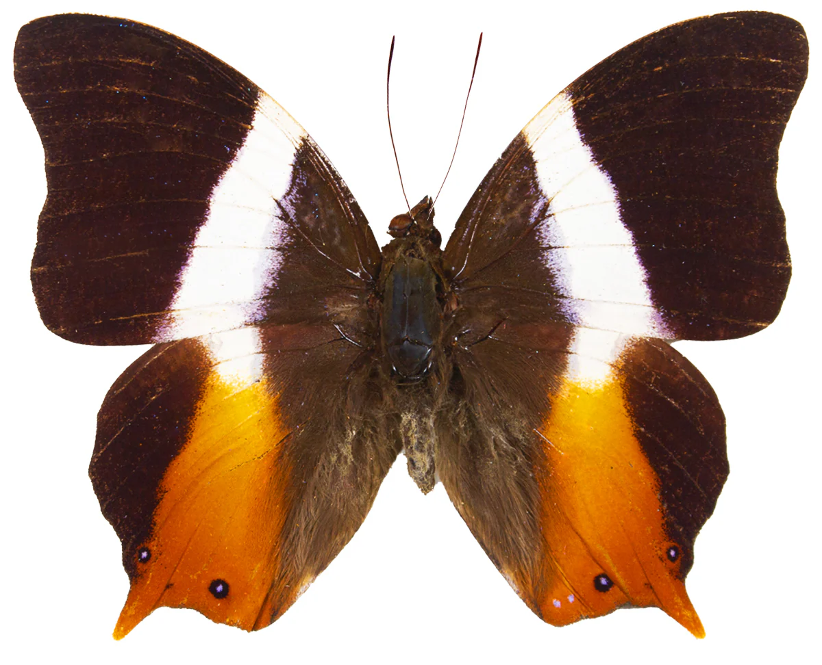 Palla publius
