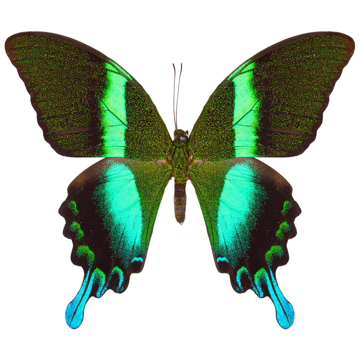 Papilio blumei fruhstorferi
