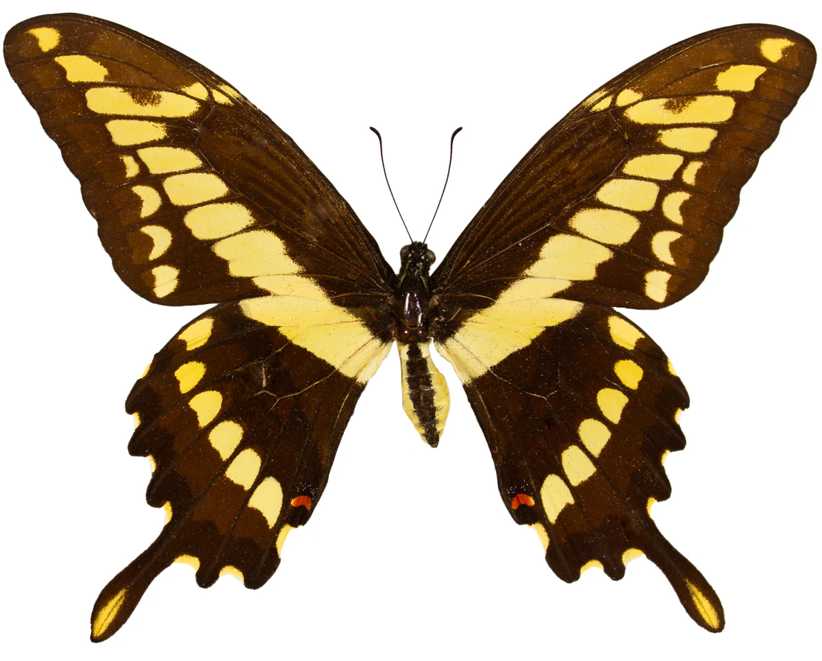 Papilio crescphontes