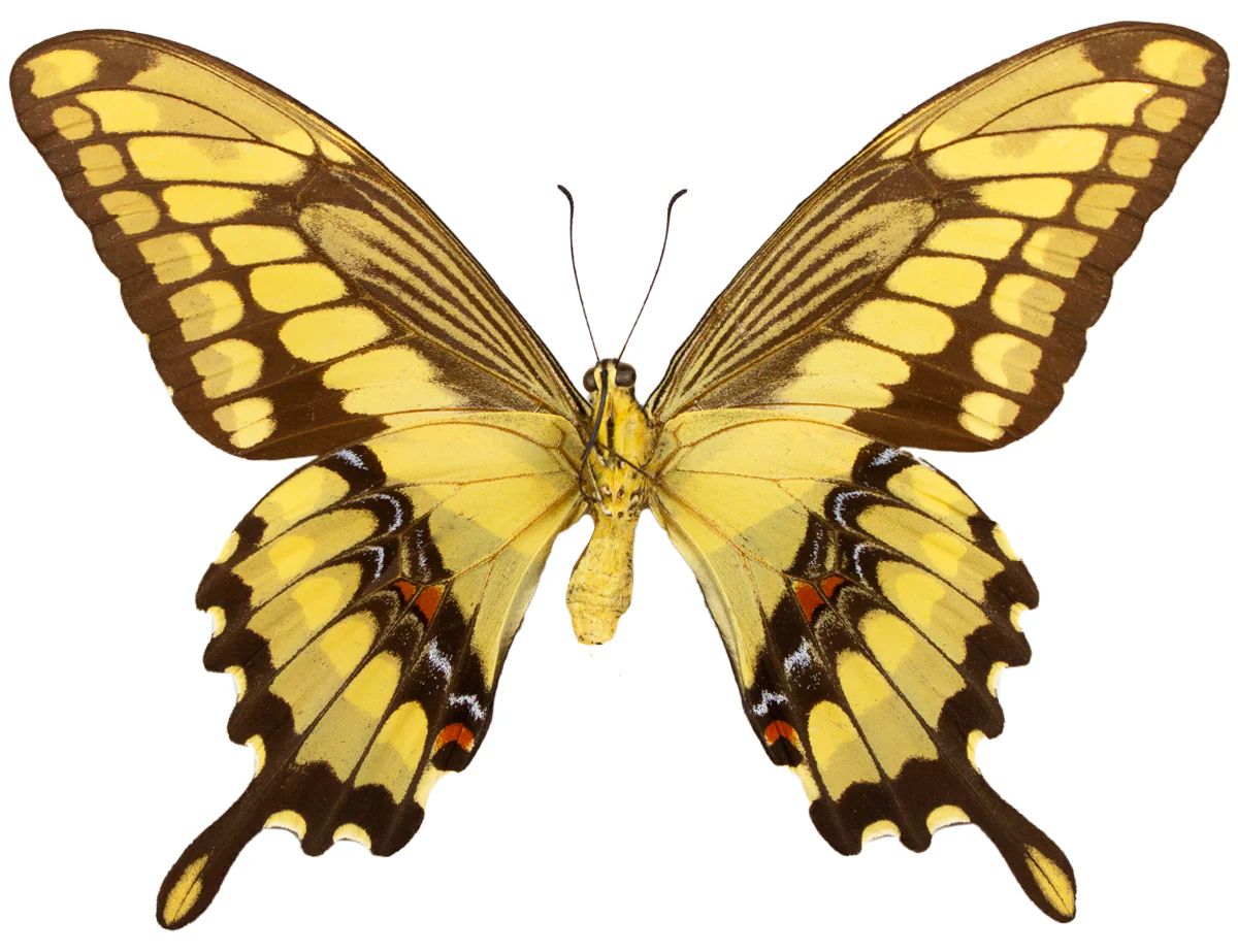 Papilio crescphontes - Image 2