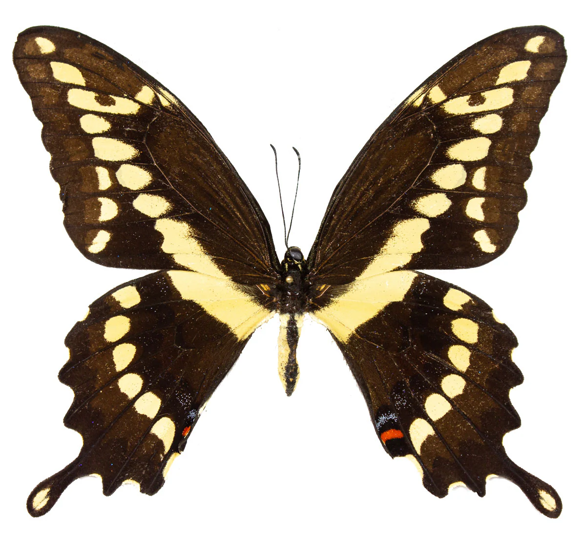 Papilio cresphontes FEMALE