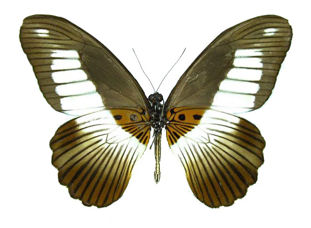 Papilio cynorta