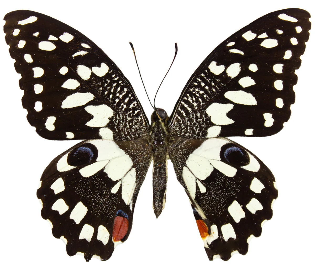 Papilio demoleus